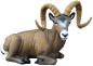 Preview: SRT TARGETS Rocky Mountain Sheep liegend